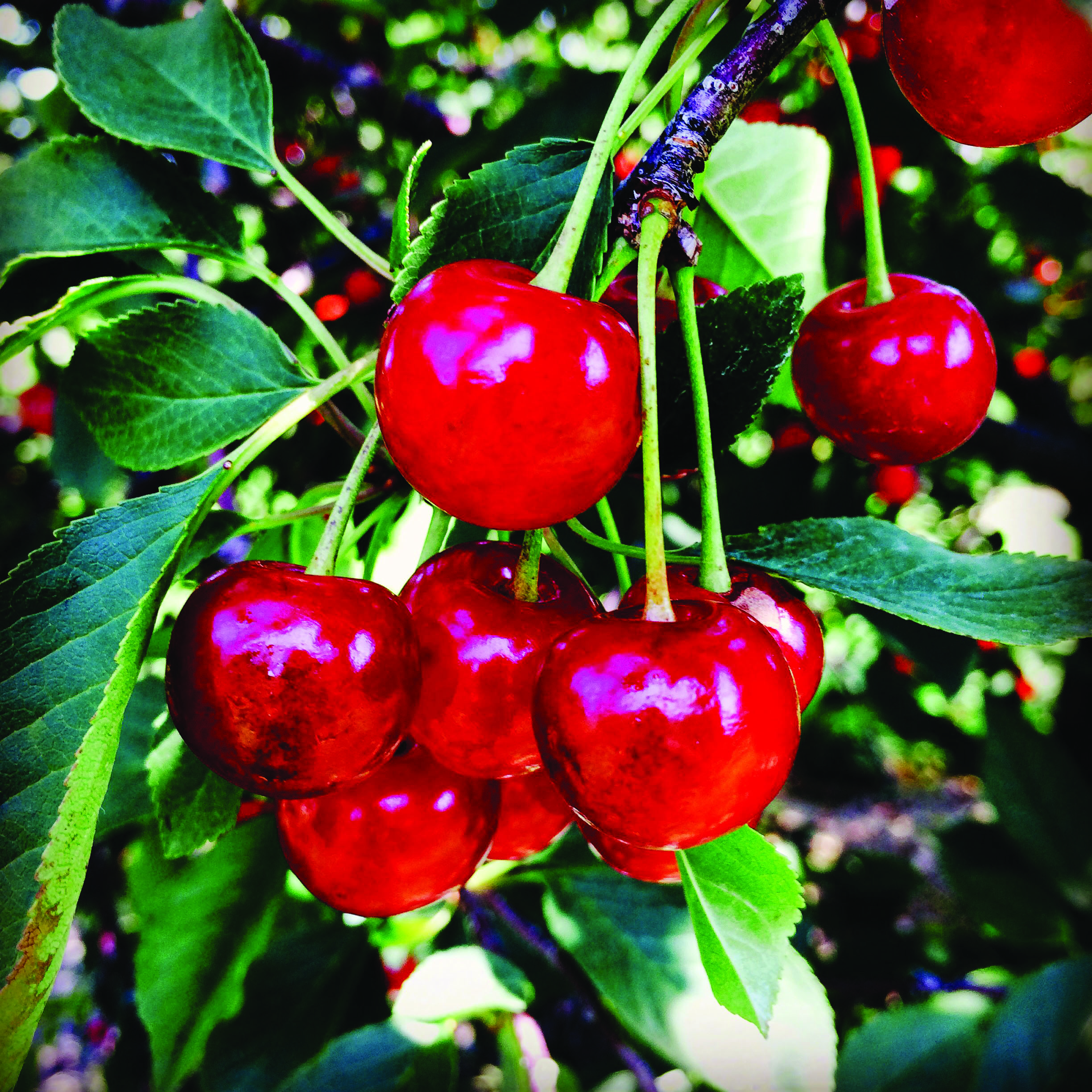 Harnessing Health Benefits of Tart Cherries